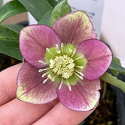 花郷園さんのクリスマスローズ：26-35シングル4.5号ポット【現品販売】