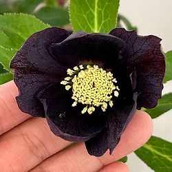 花郷園さんのクリスマスローズ：26-36シングル4.5号ポット【現品販売】