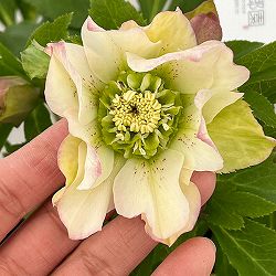 花郷園さんのクリスマスローズ：26-37パピエブランシュ5号スクエア鉢【現品販売】