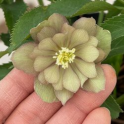 花郷園さんのクリスマスローズ：26-38モンブラン4.5号ポット【現品販売】