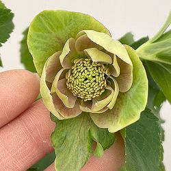 花郷園さんのクリスマスローズ：26-39ピンクミラージュ4.5号ポット【現品販売】