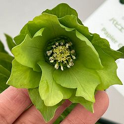 花郷園さんのクリスマスローズ：26-43パピエグリーン5号スクエア鉢【現品販売】