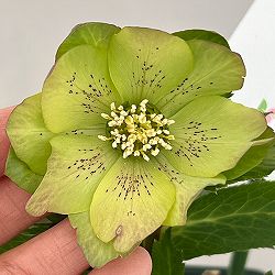 花郷園さんのクリスマスローズ：26-44パピエグリーン5号スクエア鉢【現品販売】