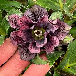 花郷園さんのクリスマスローズ：26-46レッドサン5号スクエア鉢【現品販売】