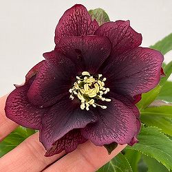 花郷園さんのクリスマスローズ：26-47レッドサン5号スクエア鉢【現品販売】