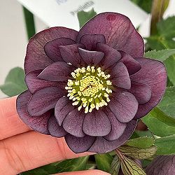 花郷園さんのクリスマスローズ：26-49パリエッタ5号スクエア鉢【現品販売】