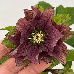 花郷園さんのクリスマスローズ：26-51パピエアンティーク5号スクエア鉢【現品販売】