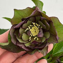 花郷園さんのクリスマスローズ：26-52パピエアンティーク5号スクエア鉢【現品販売】