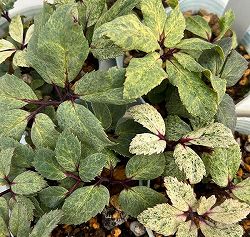 松村ナーセリーさんのクリスマスローズ（原種系）：ニゲル　散り斑スパークリング3号ポット