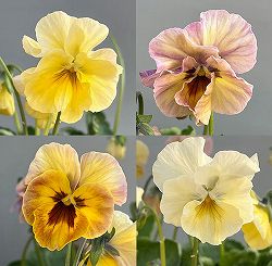 ビオラ：君待ち　スプーンリーフタイプ3.5号ポット 3株セット