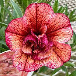 [26年4月下旬予約]カリブラコア八重咲：ネオダブル アプリコットレッド3.5号ポット