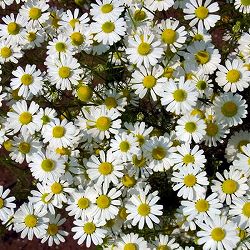 カモミール：ジャーマンカモミール3号ポット 12株セット