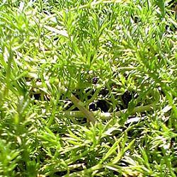 カモミール：ノンフラワーカモミール3号ポット 6株セット