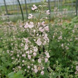 キャットミント：ピンク系（ネペタ）3号ポット 12株セット