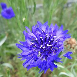 コーンフラワーワイルド3号ポット 12株セット