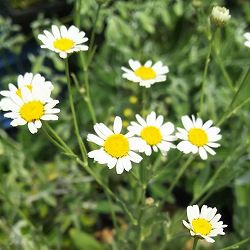 コストマリー3号ポット 12株セット