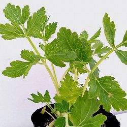 [送料無料]スープセロリ:ミニホワイト3号ポット 24株セット