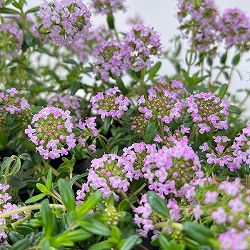 タイム（ほふく性）：クリーピングタイム3号ポット 12株セット