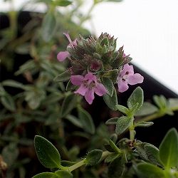 タイム（半ほふく性）：キャラウェイタイム3号ポット 6株セット