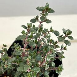 タイム（立性）：レモンタイム3号ポット 6株セット