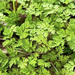 チャービル3号ポット 6株セット