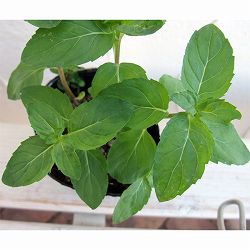 ニホンハッカ：ホクト3号ポット 6株セット