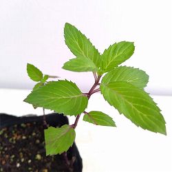 ニホンハッカ：北系９号3号ポット 12株セット