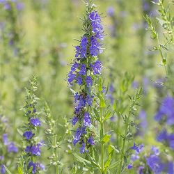 ヒソップ：ブルー（青花）3号ポット 6株セット