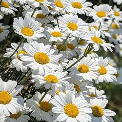 ピレスラム（除虫菊・ジョチュウギク）：白花3号ポット 6株セット