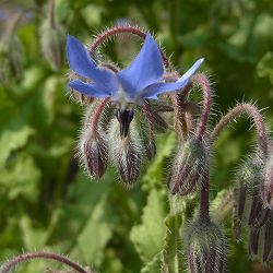 ボリジ　ブルー3～3.5号ポット 12株セット