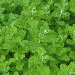 ミント：アップルミント3号ポット 6株セット