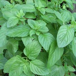 ミント：オーデコロンミント3号ポット  6株セット