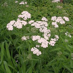 ヤロウ（西洋ノコギリソウ）：ワイルド3号ポット 6株セット