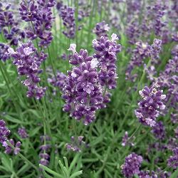 ラベンダー（イングリッシュ）：ヒドコート（ブルー）3号ポット 6株セット