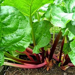 ルバーブ3号ポット 6株セット