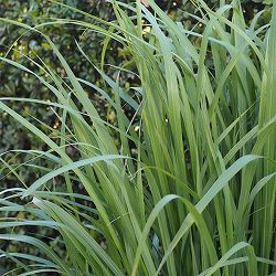 レモングラス3-3.5号ポット 6株セット