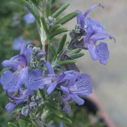 ローズマリー（半ほふく性）：モーツアルトブルー3-3.5号ポット 12株セット