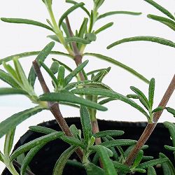 ローズマリー(半ほふく性)ドリーミーブルー3号ポット 6株セット