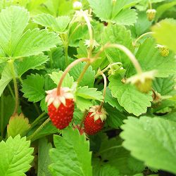 ワイルドストロベリー：ミグノネッテ3号ポット 6株セット