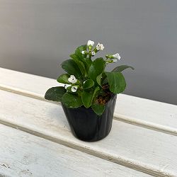 ベルゲニア（ヒマラヤユキノシタ）：スノータイム3号ポット[4月頃開花　白大輪の花を咲かせる多年草　グランドカバーに]