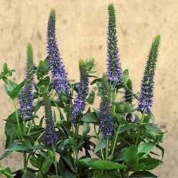 ベロニカ：オルキデア　ブルーフィンガーズ3号ポット