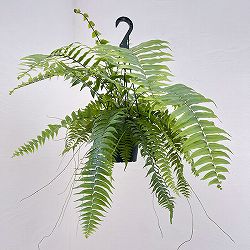 ネフロレピス：マッチョ　5号吊り鉢