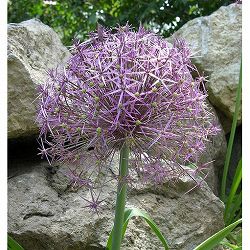 [26年2月中下旬予約]アリウム ：クリストフィー4.5号ポット