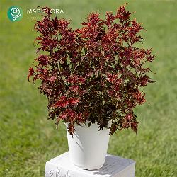 [26年5月中下旬予約]コリウス：バレッティ　ピッキリア3-3.5号ポット