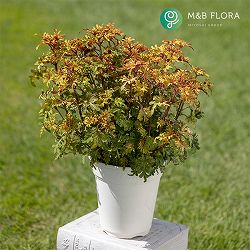 [26年5月中下旬予約]コリウス：バレッティ　ライモンダ3-3.5号ポット