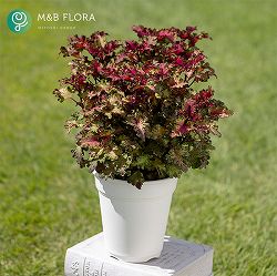 [26年5月中下旬予約]コリウス：バレッティ　カラボス3-3.5号ポット