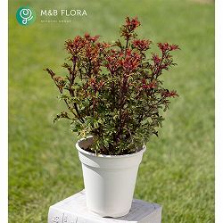 [26年5月中下旬予約]コリウス：バレッティ　スワニルダ3-3.5号ポット