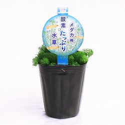 [26年5月中下旬予約]メダカ用 酸素たっぷり水草（アンブリア）3.5号ポット