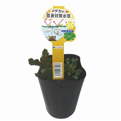 [26年5月中下旬予約]メダカの酷暑対策水草（ウォーターダイヤ）3.5号ポット