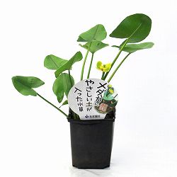 [26年5月中下旬予約]メダカにやさしい土が入った水草（コウホネ）11cmポット